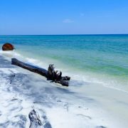 Driftwood on Ship Island