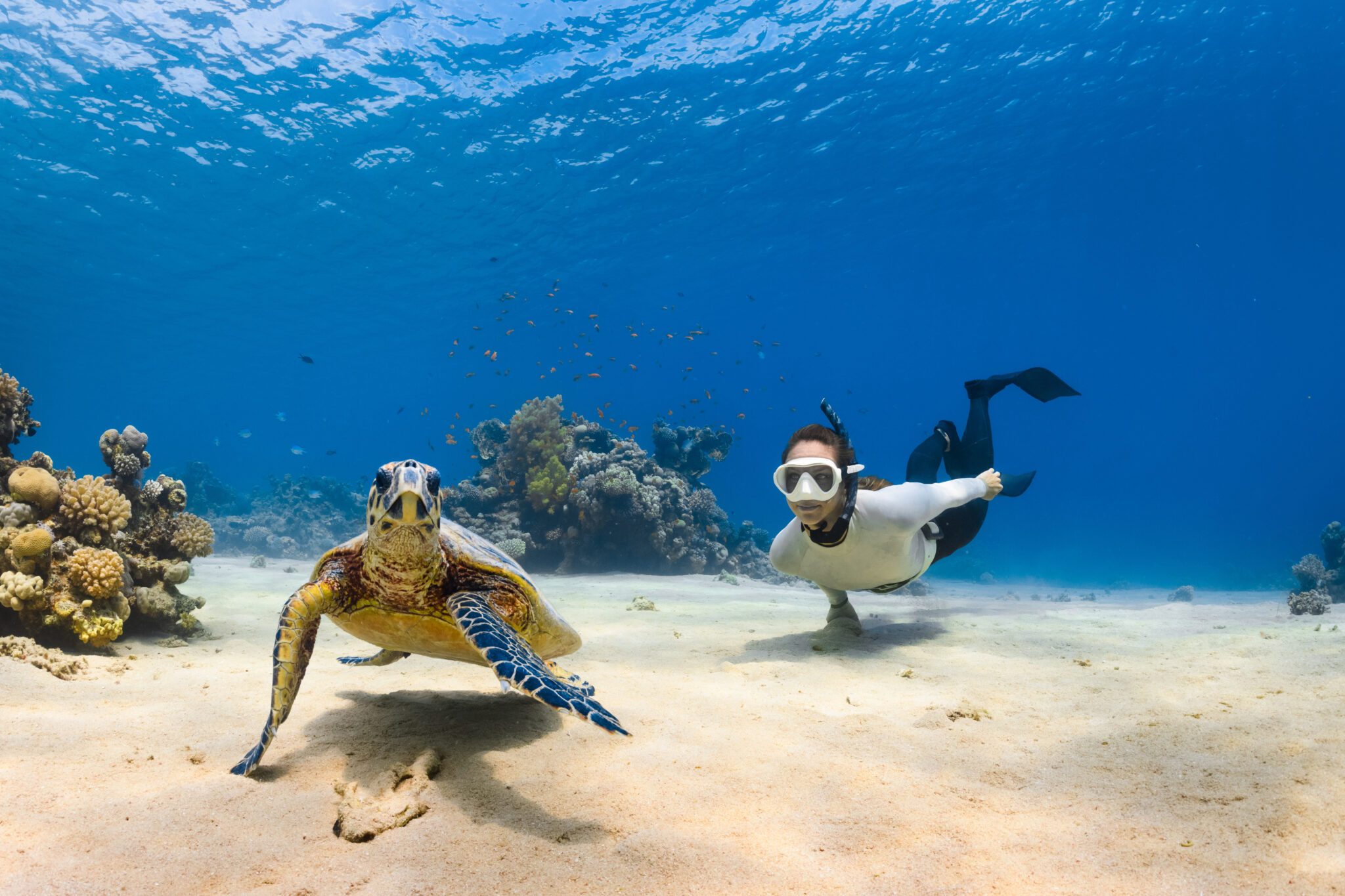 Seek and star in your own adventure on the Saudi Red Sea